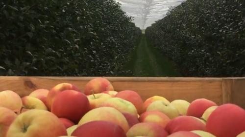 Agriculture : la pomme 100% alsacienne Natti signe un retour en...